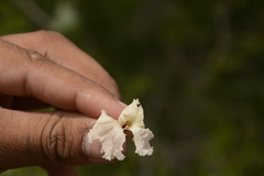 Dolichandrone falcata