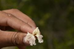 Dolichandrone falcata