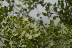 Dolichandrone falcata