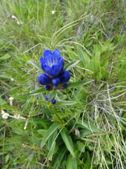 Gentiana decumbens