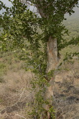 Dolichandrone falcata