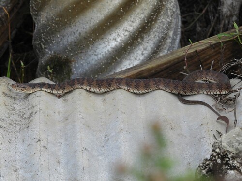 Banded Watersnake