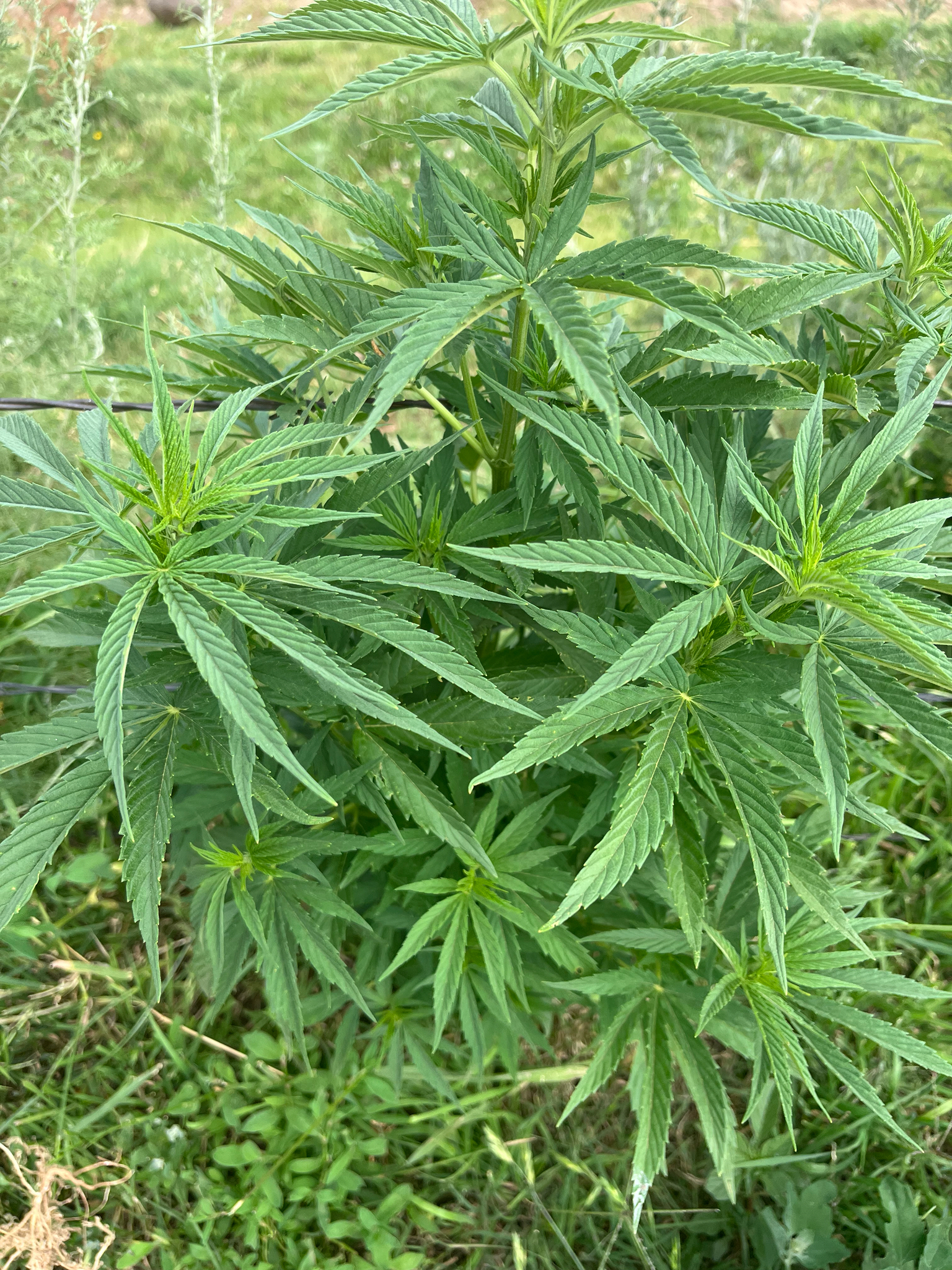 Imagem de Maconha