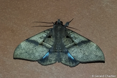 Ischyja inferna