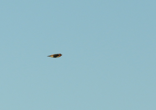 American Cliff Swallow (Petrochelidon pyrrhonota), photo 5