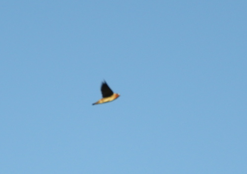 American Cliff Swallow (Petrochelidon pyrrhonota), photo 6