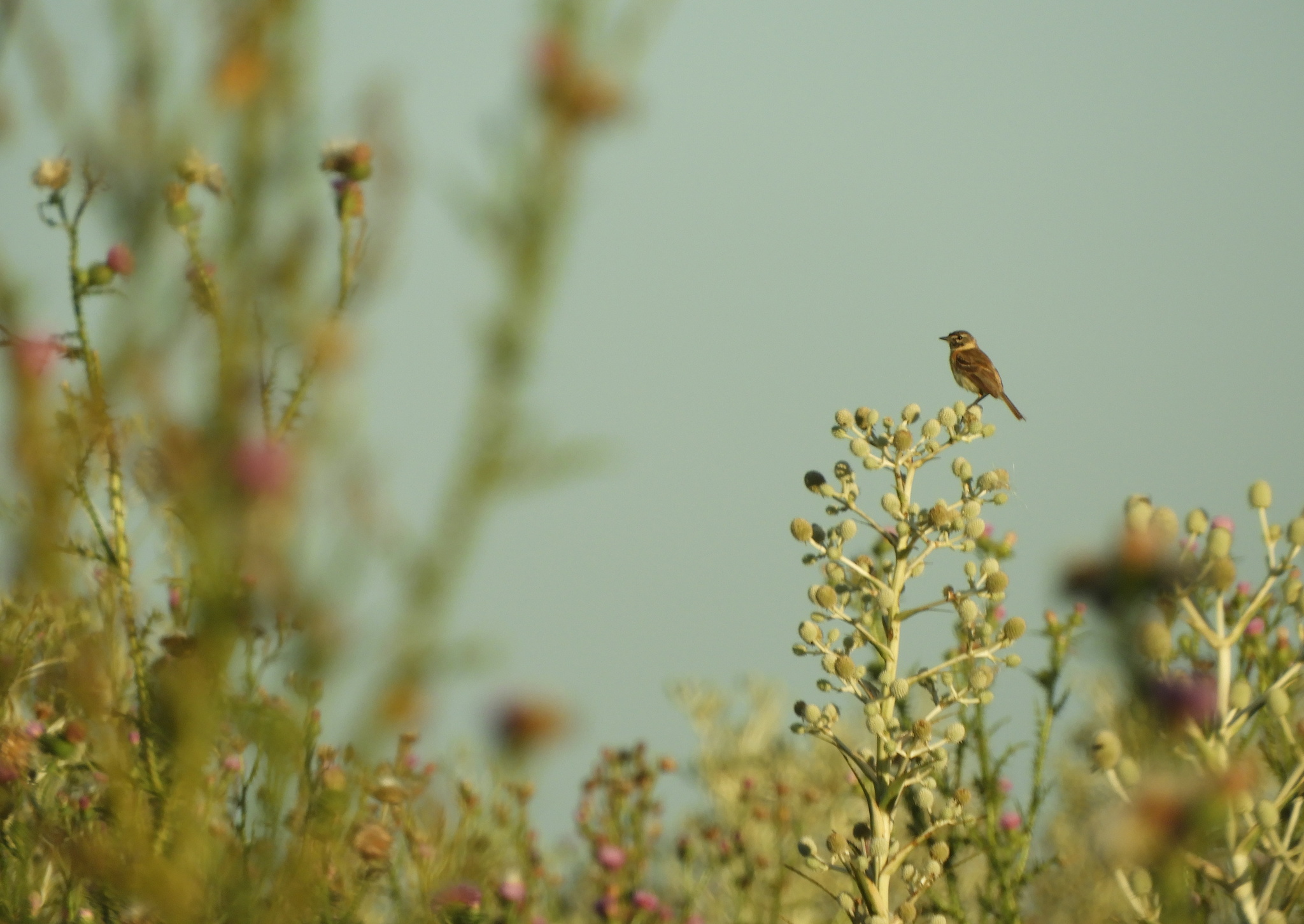 Bearded Tachuri (Polystictus pectoralis), photo 5