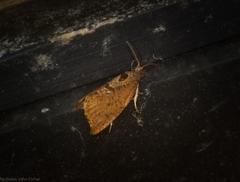 Glyphidoptera insignana