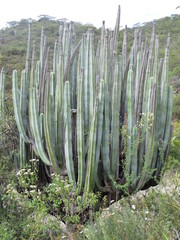 Isolatocereus dumortieri