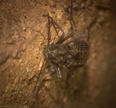 Strongylium fuscovestitum