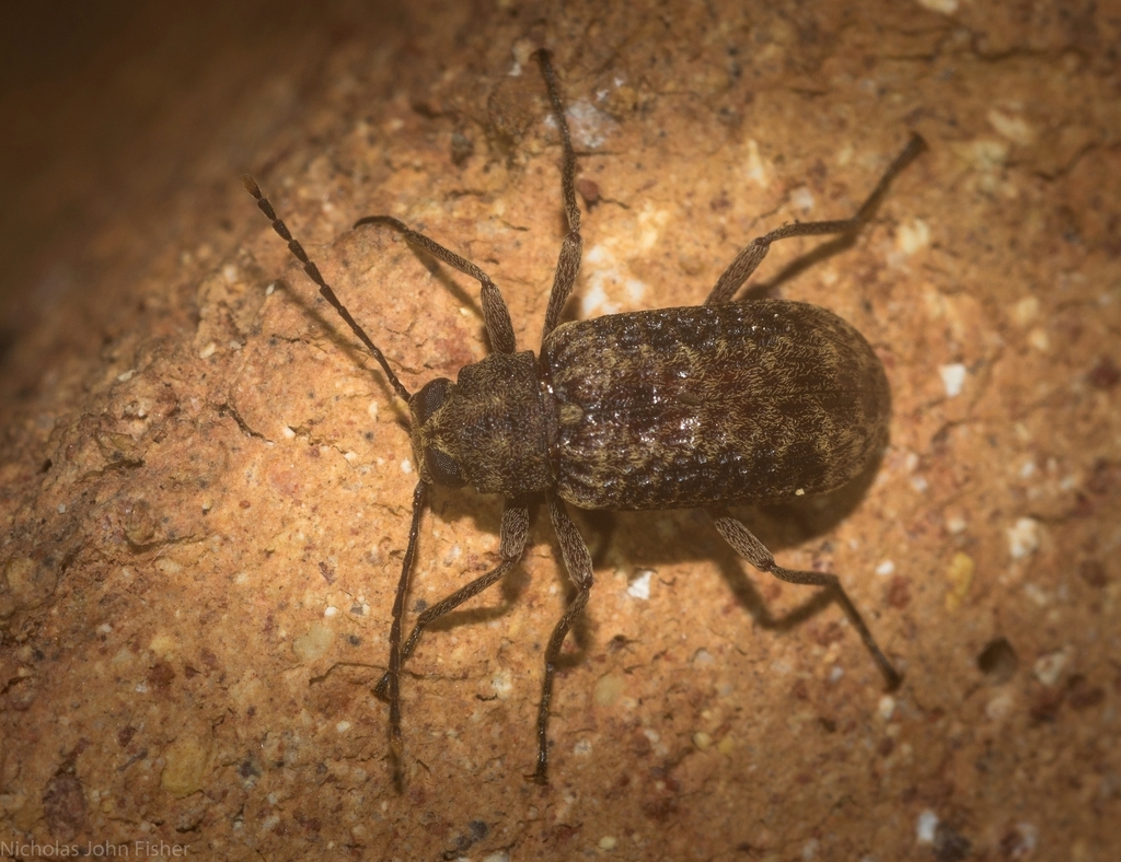 Strongylium fuscovestitum