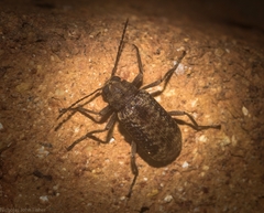 Strongylium fuscovestitum