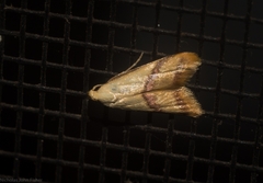 Hapaloteucha paragramma