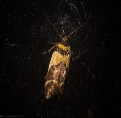 Macrobathra chrysotoxa