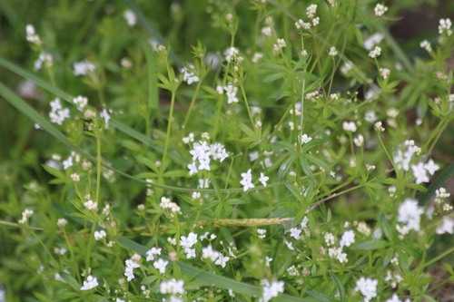 Fen Bedstraw (Galium uliginosum)