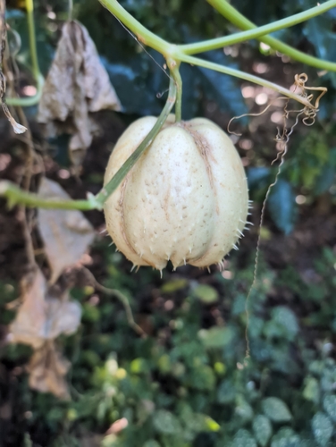 Chayote