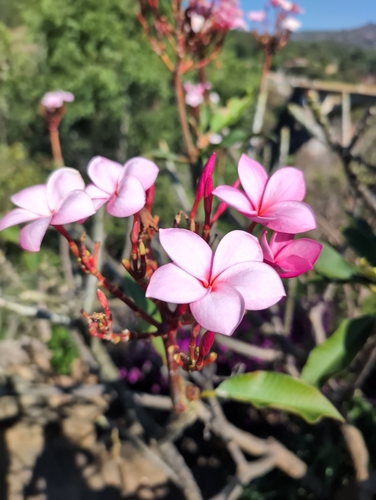 Frangipani