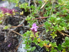 Thymus glabricaulis