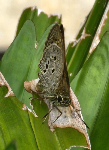Suastus gremius