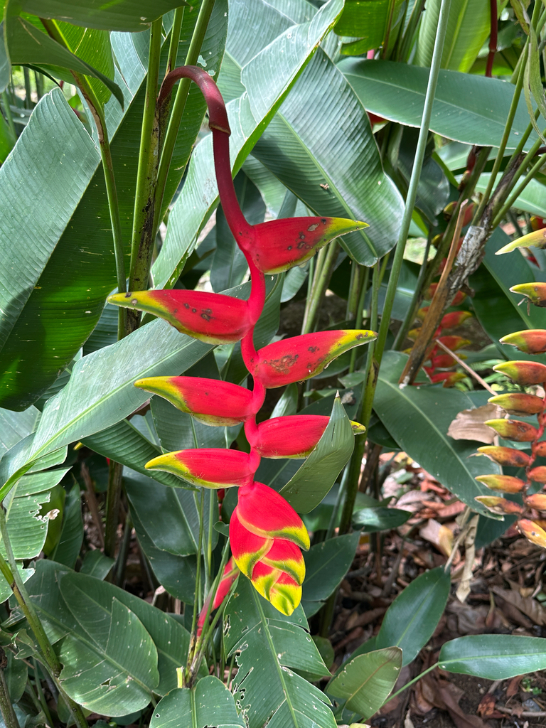 False Bird of Paradise (Heliconia rostrata)