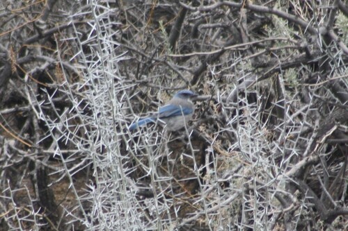 Woodhouse's Scrub Jay (Aphelocoma woodhouseii), photo 2