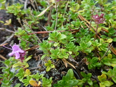 Thymus glabricaulis