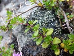 Thymus glabricaulis
