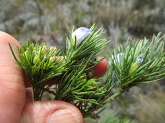 Psoralea kougaensis