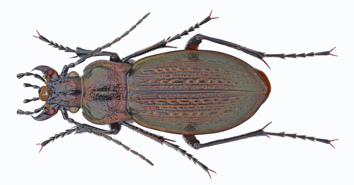 Carabus roborowskii