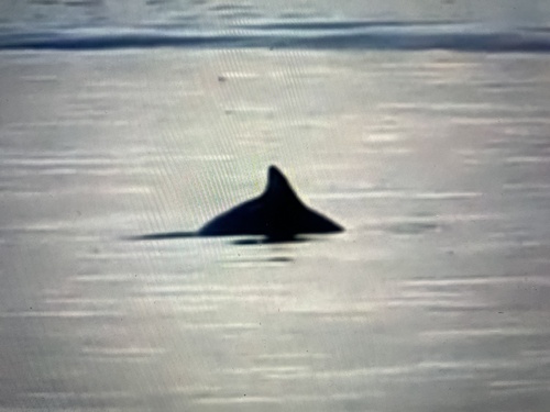 Harbour Porpoise observed by rgowan