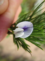 Psoralea kougaensis
