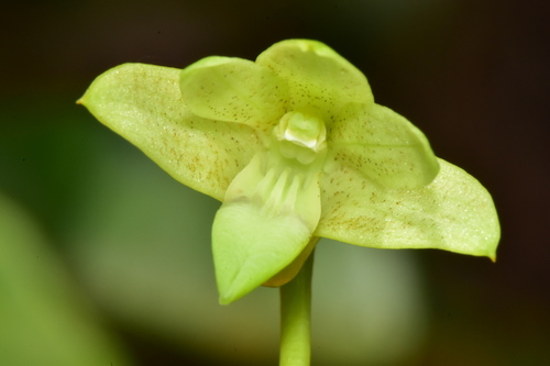 Steatoglossum Orchid