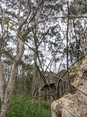 Luisia