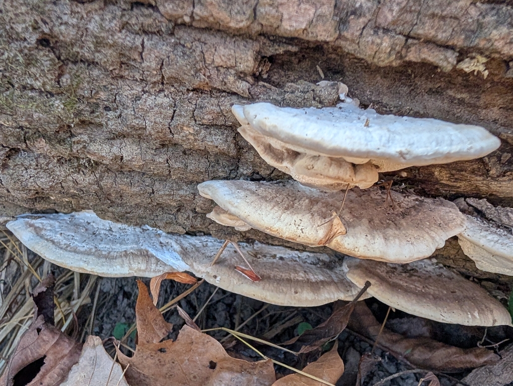 Trametes lactinea · January 2026 · photo: © matgerke (iNaturalist, cc-by)
