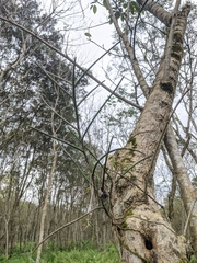 Luisia