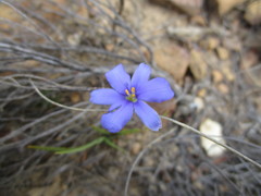 Aristea nana