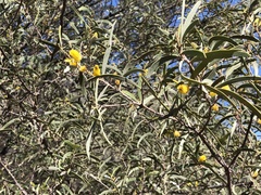 Acacia aneura