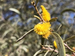 Acacia aneura