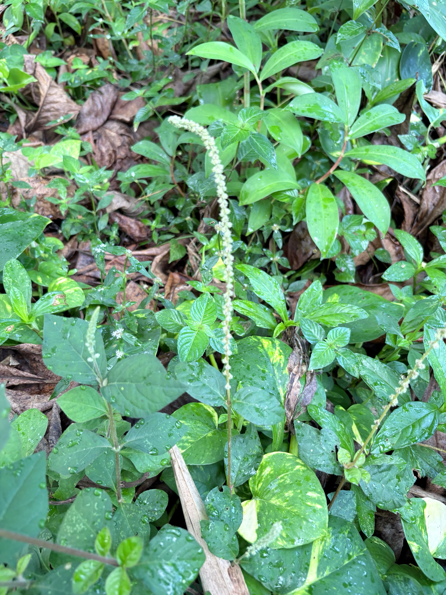 Pastureweed (Cyathula prostrata)