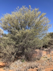 Acacia aneura