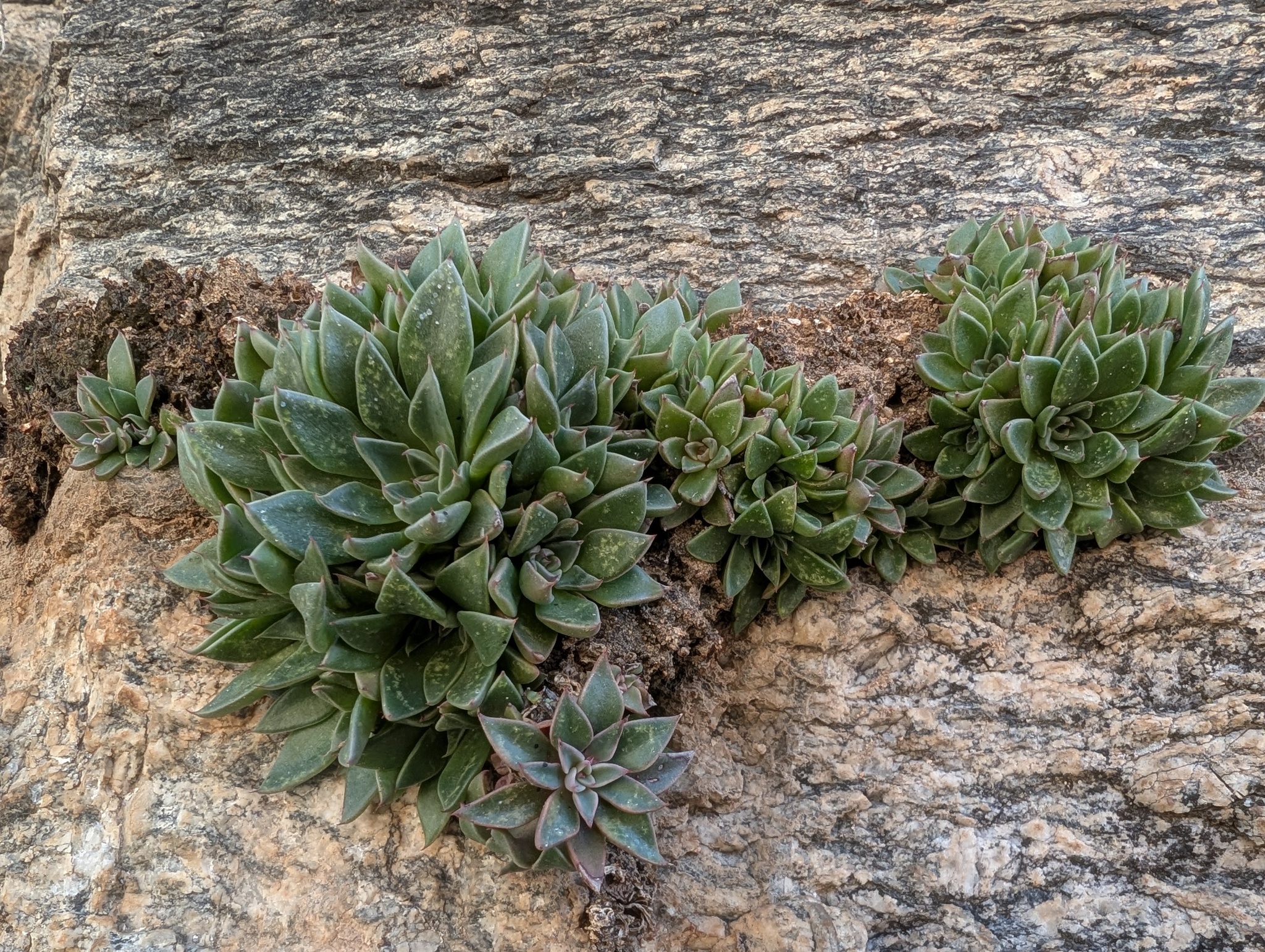 Imagem de Graptopetalum rusbyi