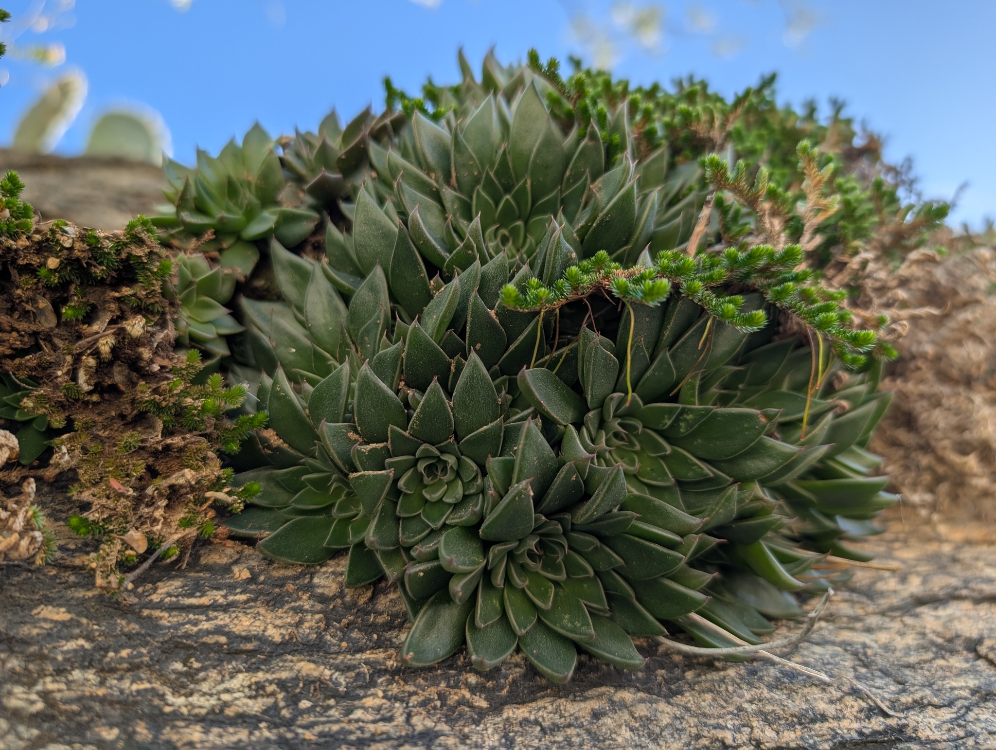 Imagem de Graptopetalum rusbyi