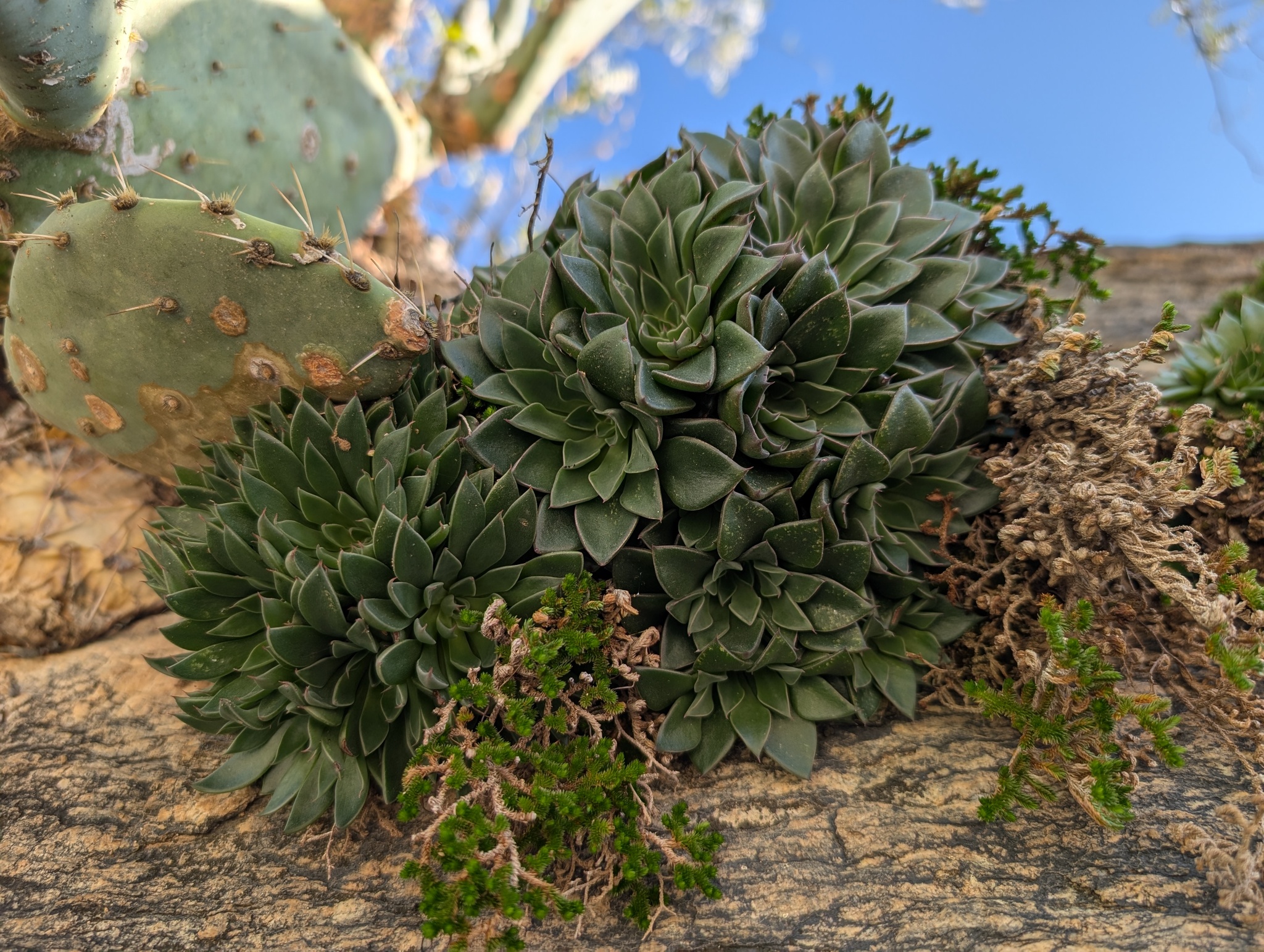 Imagem de Graptopetalum rusbyi