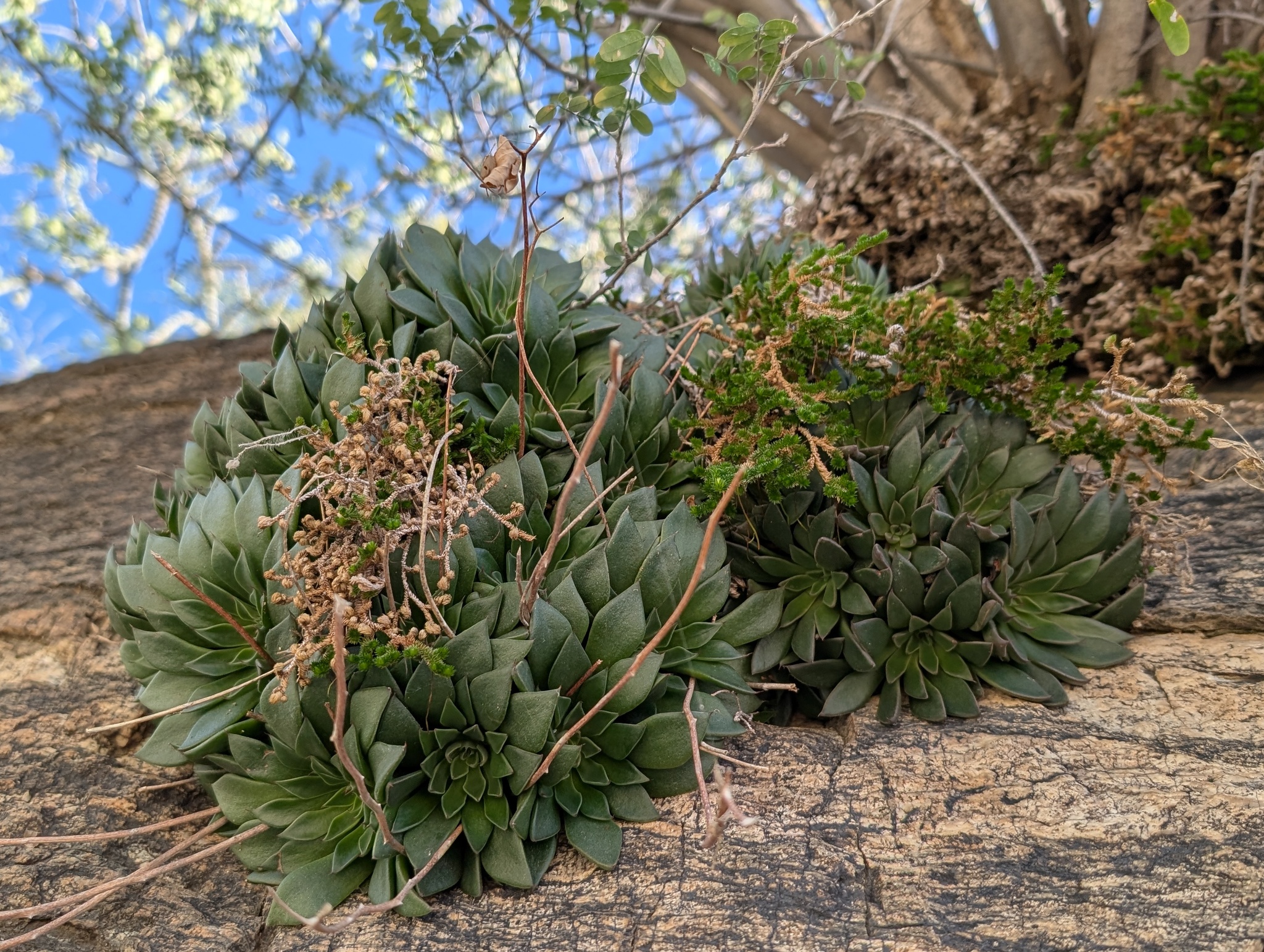 Imagem de Graptopetalum rusbyi