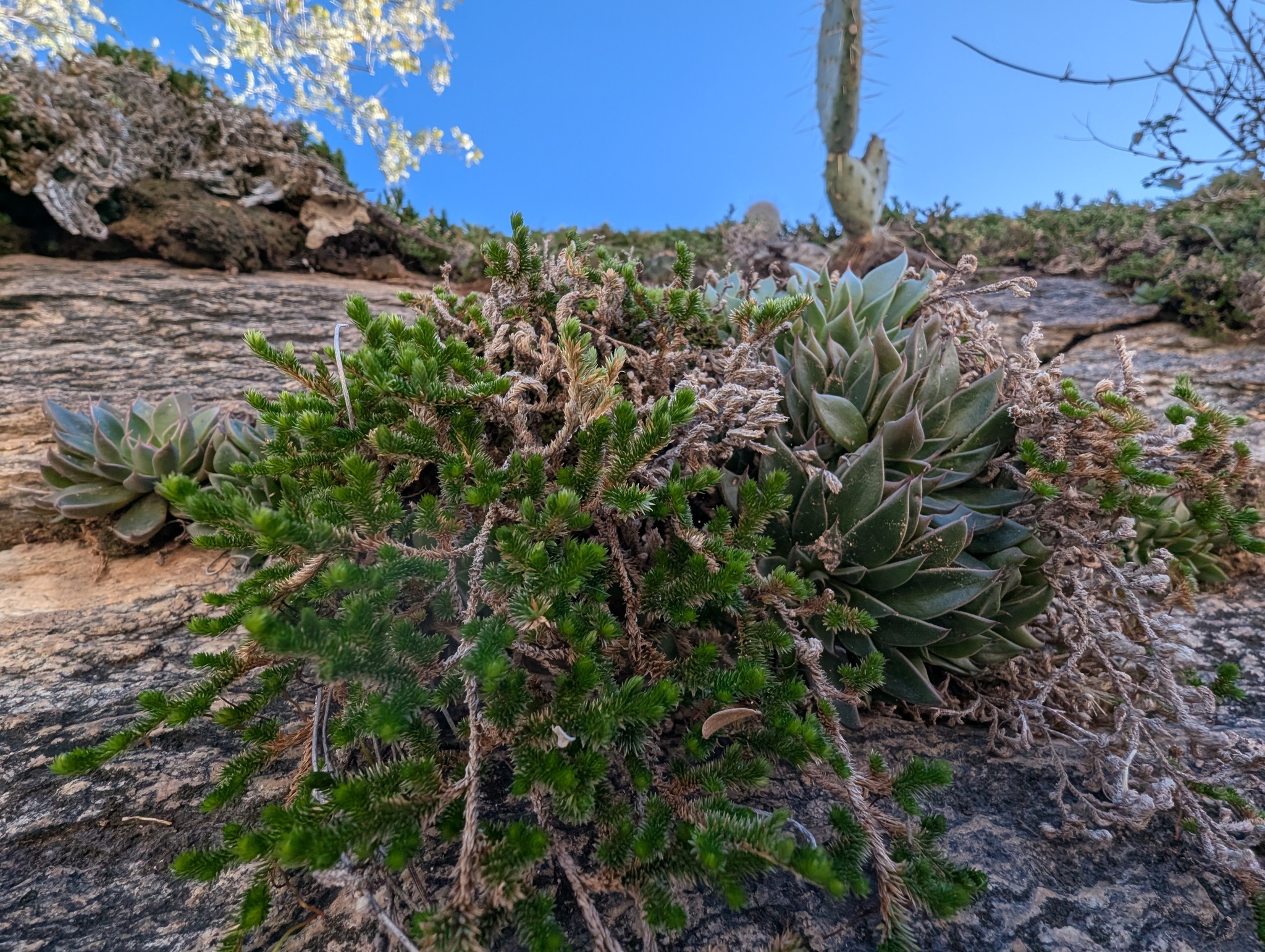 Imagem de Graptopetalum rusbyi