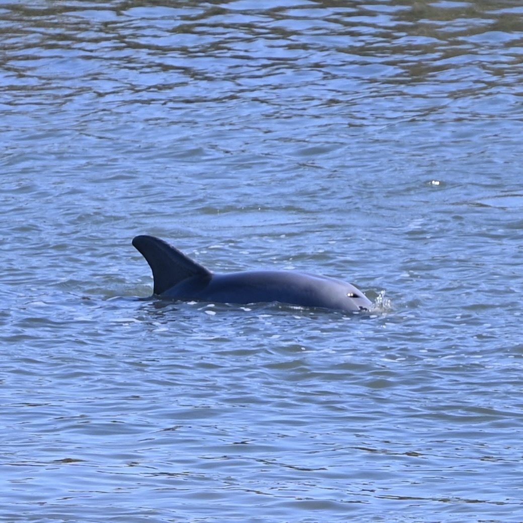 Tursiops erebennus