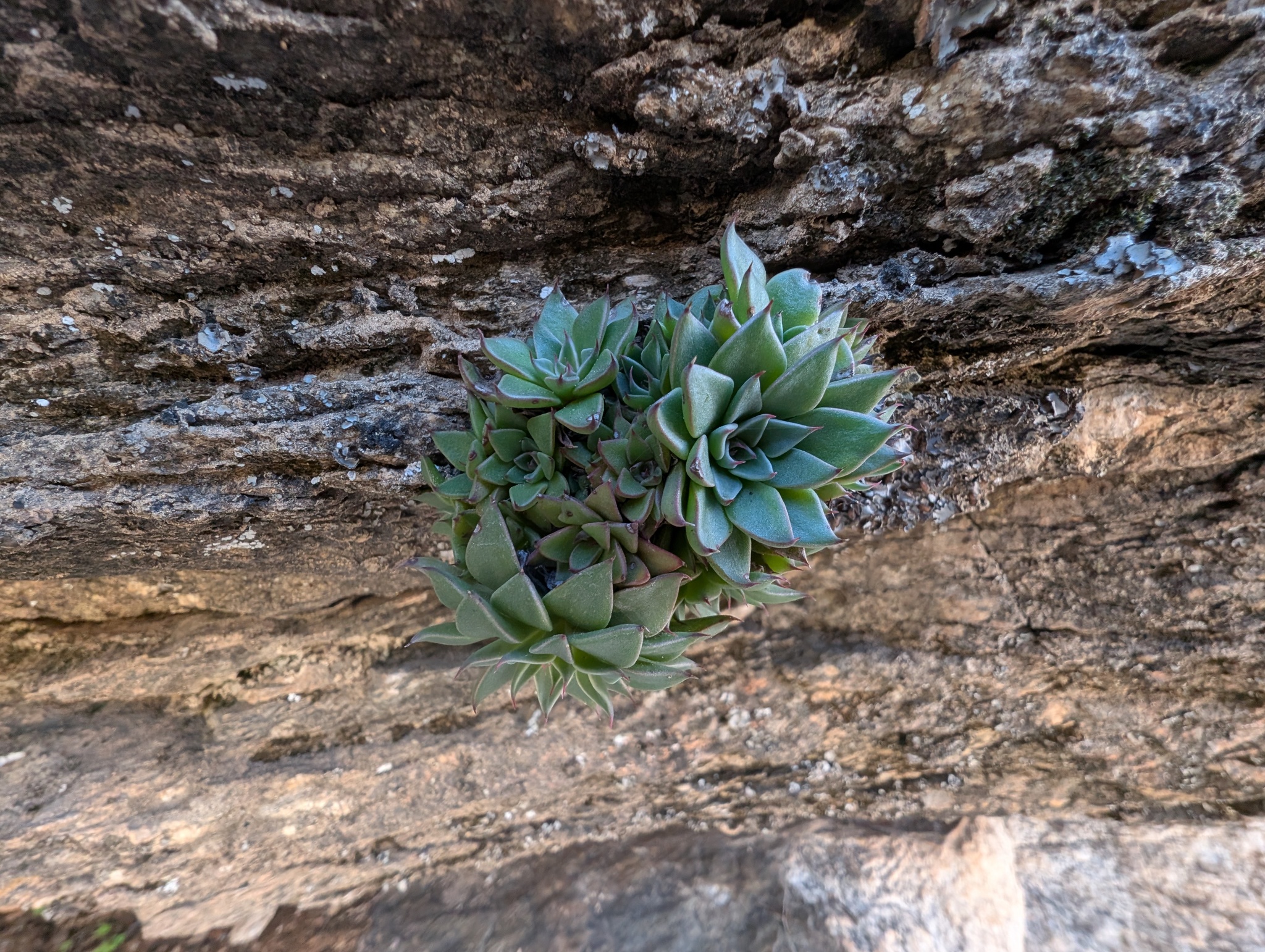 Imagem de Graptopetalum rusbyi