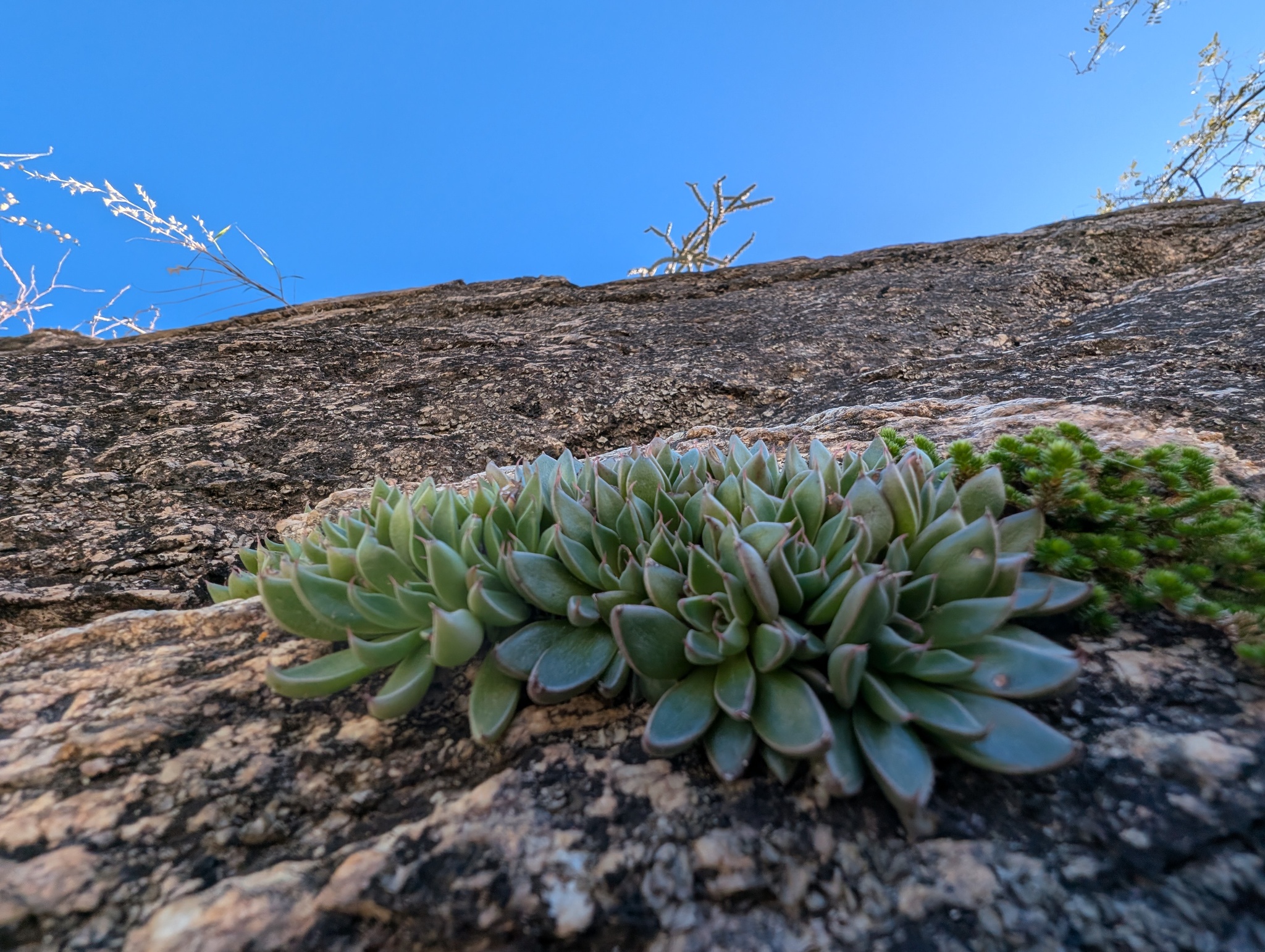 Imagem de Graptopetalum rusbyi