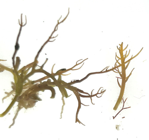 Gelidiella acerosa observed 2026-01-04