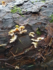 Skeletocutis carneogrisea